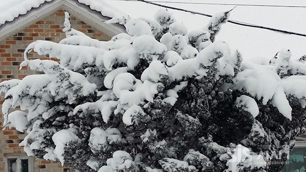 울타리 너머 눈장식을 하고 있는 나무