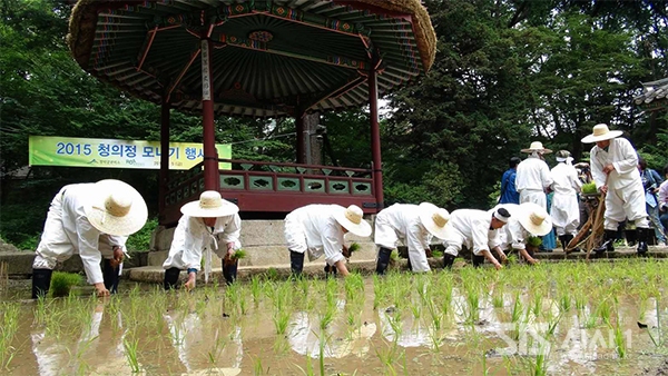 2015년 청의정 모내기 행사<사진=문화재청>